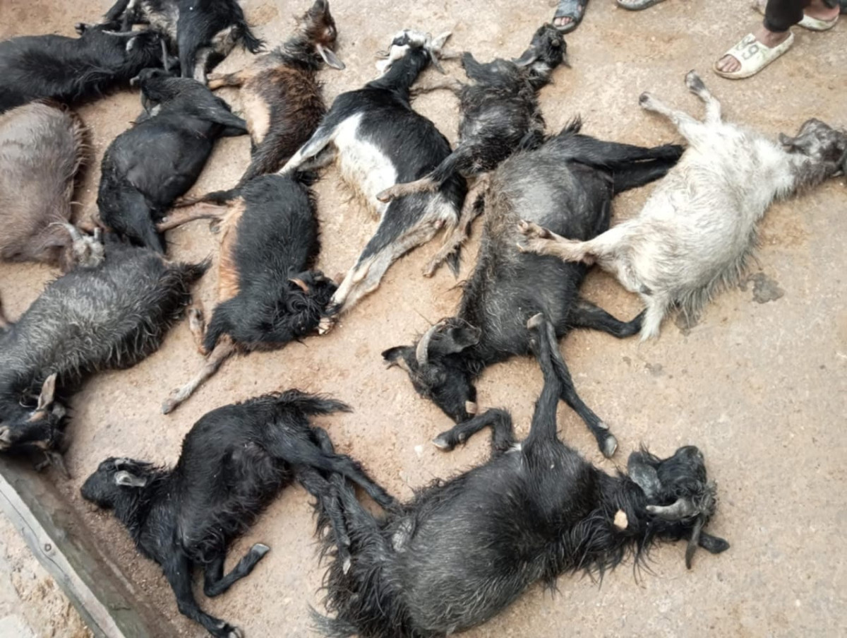चट्याङ लागेर झ्यारी गाउँमा १४ बाख्रा मरे, घरहरुमा क्षति