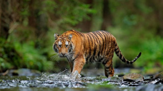 विश्व बाघ दिवसः नेपालमा बाघको सङ्ख्या ‘धान्ने क्षमता’ चार सय