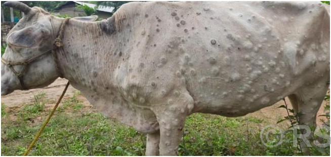 पश्चिम नवलपरासीमा लम्पीस्किन सङ्क्रमण फैलिँदै