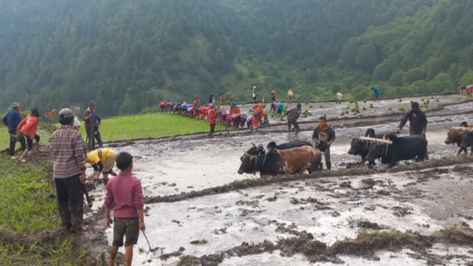 बाजुरामा धान रोपाइँ तीव्र, ८४ प्रतिशत रोपाइँ सम्पन्न