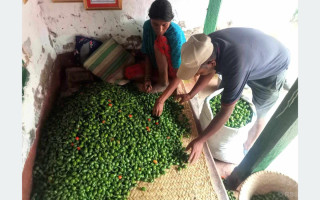 आम्दानीको स्रोत ‘अकबरे’