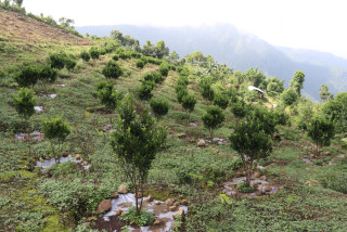 दुई हजार ३५० हेक्टरमा सुन्तला बगैँचा विस्तार