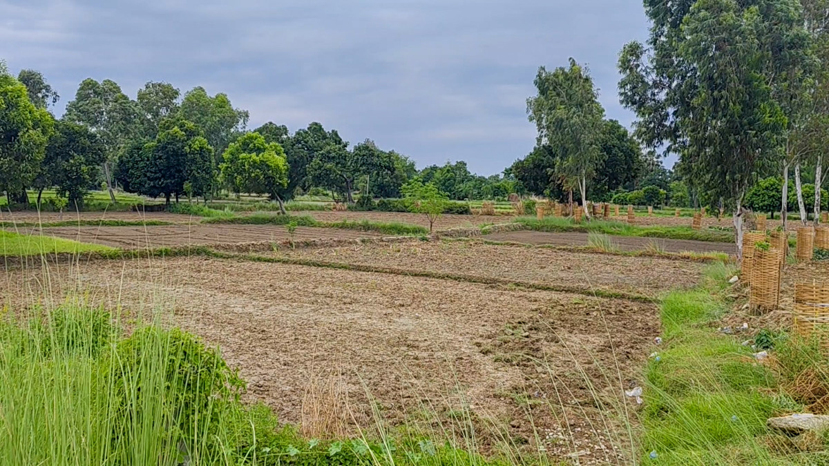 धनुषामा खडेरीका कारण रोपाइँ भइसक्नुपर्ने खेतहरु बाँझै (तस्बिरहरु)