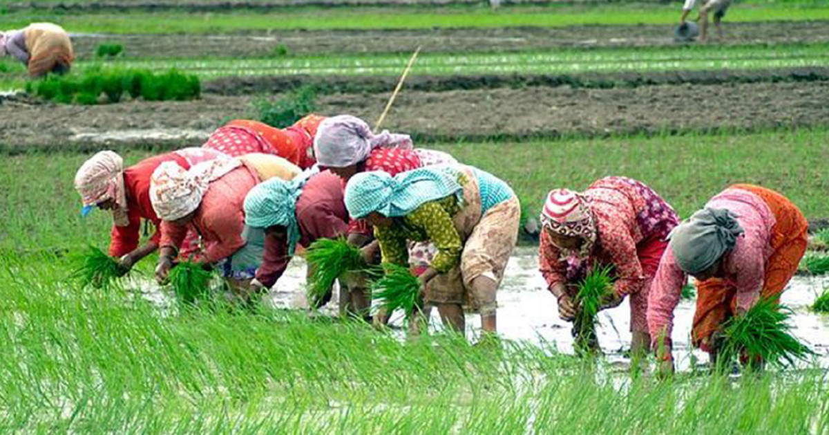 गण्डकीमा ७९ हजार बढी हेक्टरमा रोपाइँ