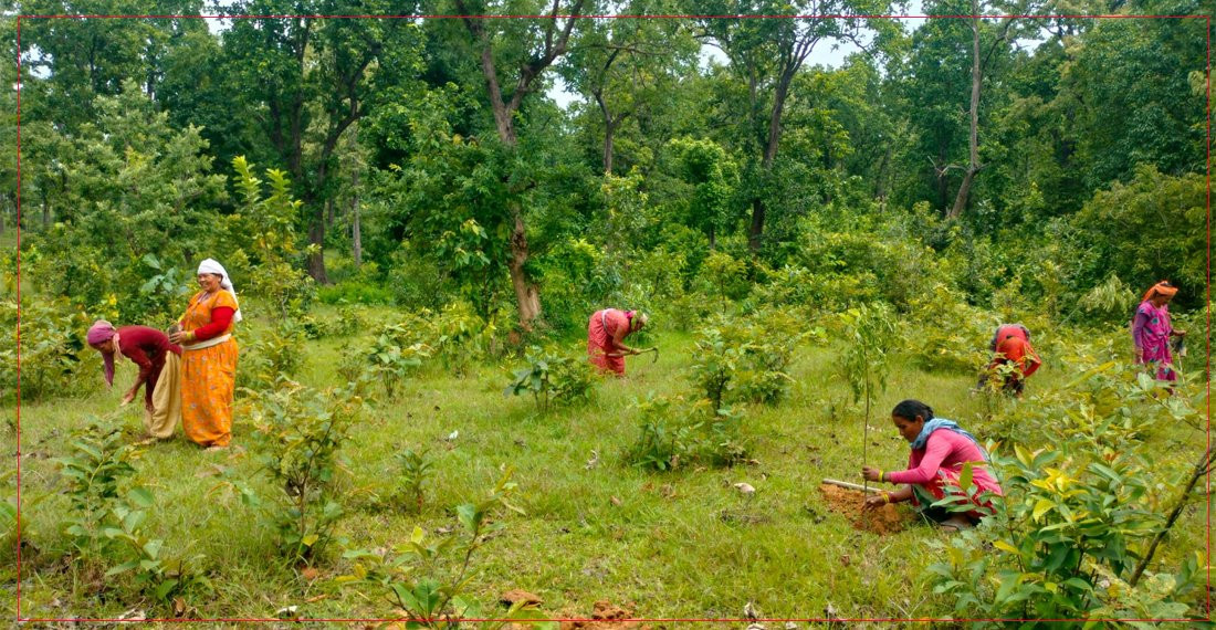 ‘वृक्षारोपणमा लाखौँ खर्च, संरक्षण अभावले अधिकांश सुक्छन्’