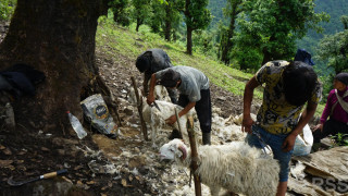 प्रयोग हुन छाडेपछि खेर जाँदै भेडाको ऊन