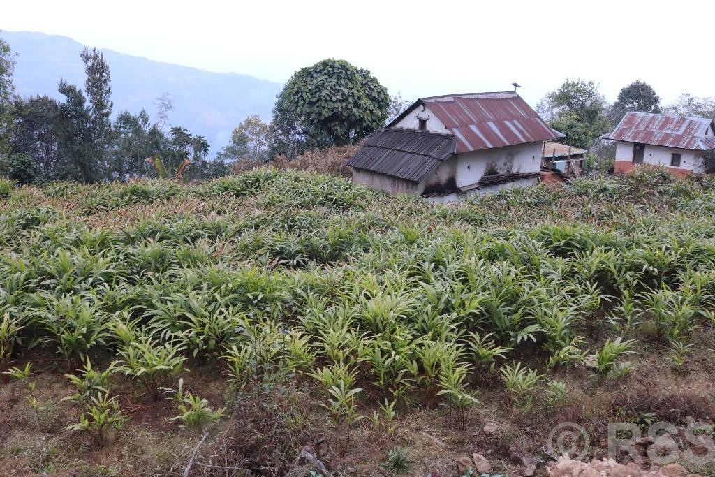 मूल्य बढेपछि अलैँची खेती विस्तारमा जुट्दै किसान