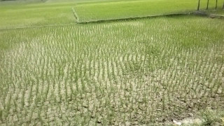 मधेसमा ७७ प्रतिशत धान रोपाइँ, २७ प्रतिशतले उत्पादन घट्ने अनुमान
