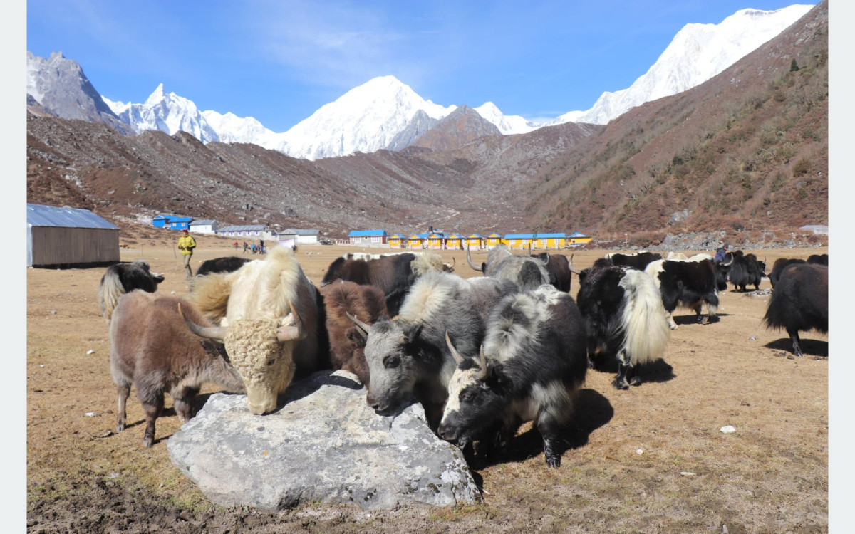 वन्यजन्तुको आक्रमणबाट मनाङमा ८७ पशुधन क्षति