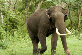 जङ्गली हात्तीको आक्रमणबाट एउटा घरमा क्षति