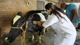 लम्पी स्किनविरुद्ध छ हजार बढी चौपायालाई खोप