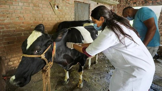 लम्पी स्किनविरुद्ध छ हजार बढी चौपायालाई खोप