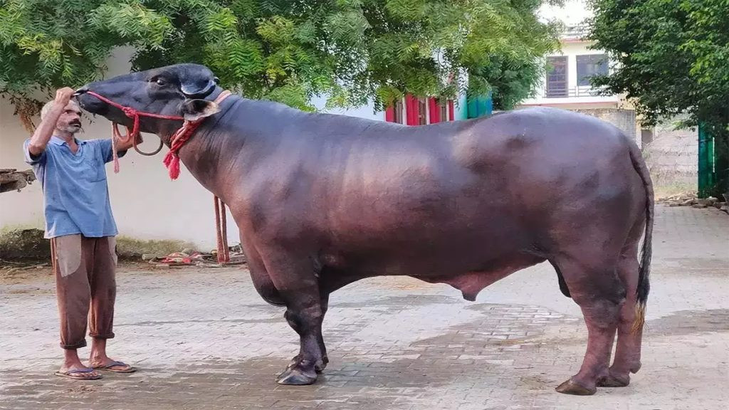 भारतबाट ल्याइएको मुर्रा राँगो भ्यागुते रोगले मर्‍यो