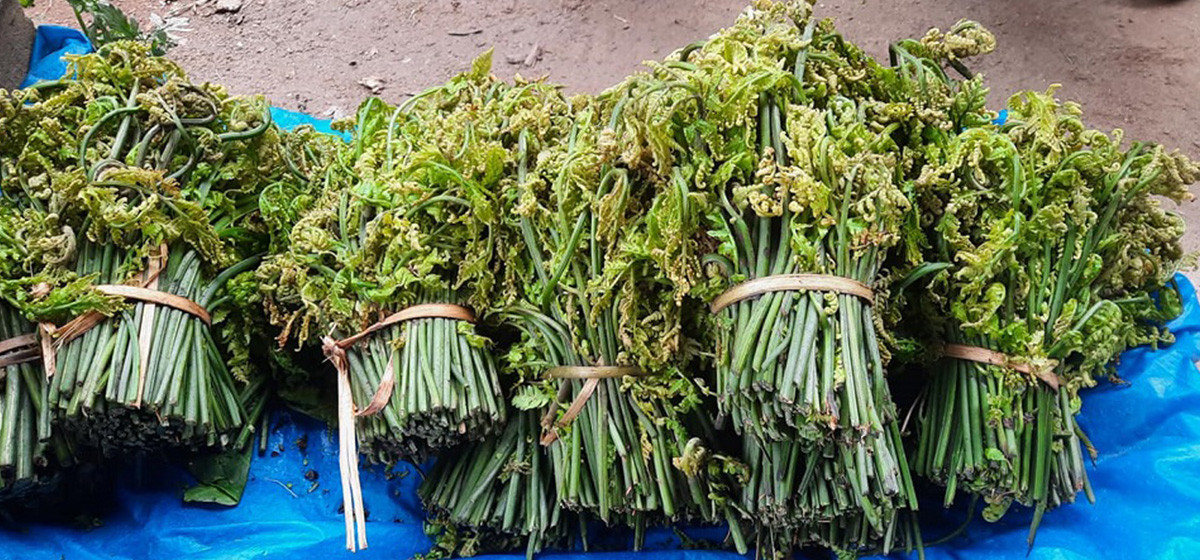 निगुरो बिक्रीबाट घरखर्च चलाउन सहज