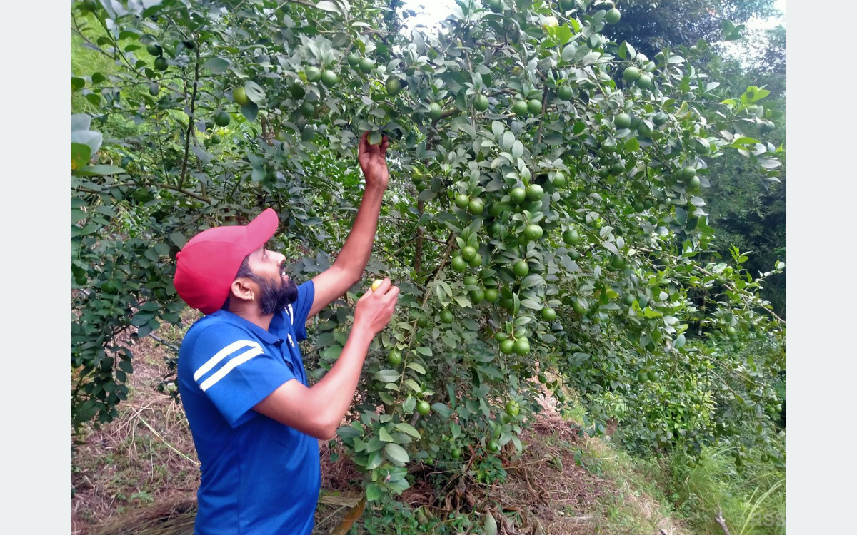 बाँझिएकोे जमिनलाई फाँडेर रहरलाग्दो कागतीखेती