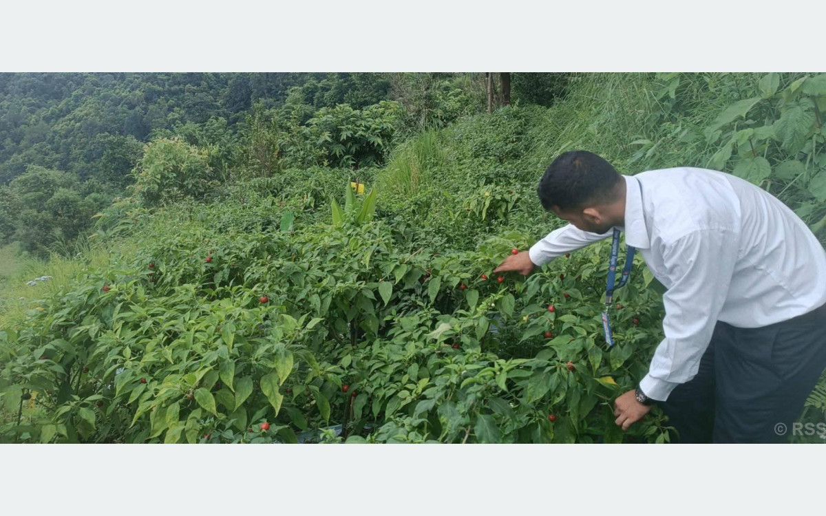 ऋषिङमा २५ जना किसानद्वारा अकबरेखेती
