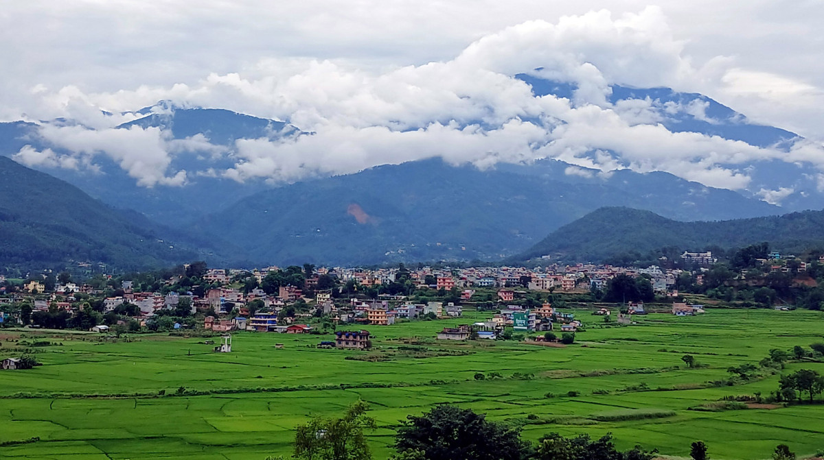 टारीखेतमा हुर्किदै गरेको धानबाली
