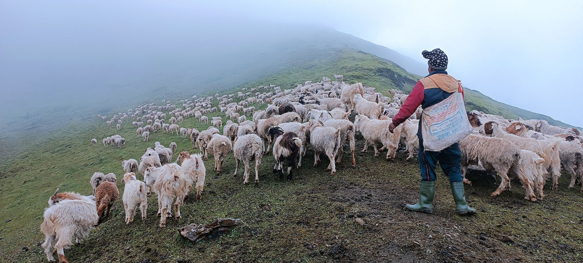 उच्च हिमाली लेकमा भेडी गोठ