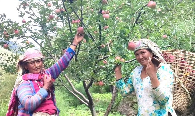 जुम्ली किसानलाई स्याउ टिप्न भ्याइनभ्याइ,प्रतिकिलो रु ६५ मा बिक्री