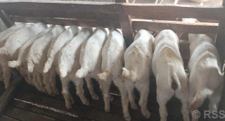 विदेशको अनुभव, स्वदेशमा उपयोग
