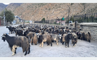 मुस्ताङबाट ३५ करोडभन्दा बढी मूल्यका भेडाच्याङ्ग्रा निकासी