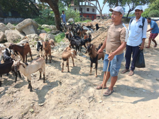 खसीबोकाको बिक्री गर्दै खम्जाली