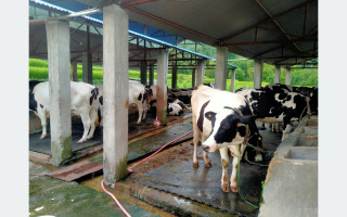 गाईपालनबाट मनग्य आम्दानी