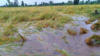 चार हजार हेक्टरमा लगाइएको बाली डुबान