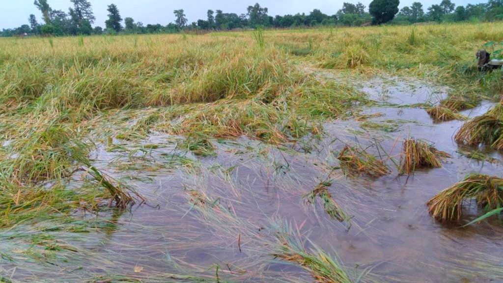 चार हजार हेक्टरमा लगाइएको बाली डुबान