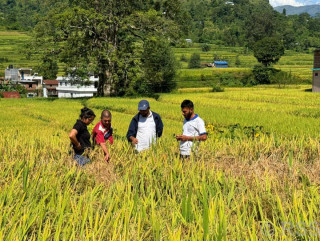 धानबालीमा फड्के कीराको सङ्क्रमण