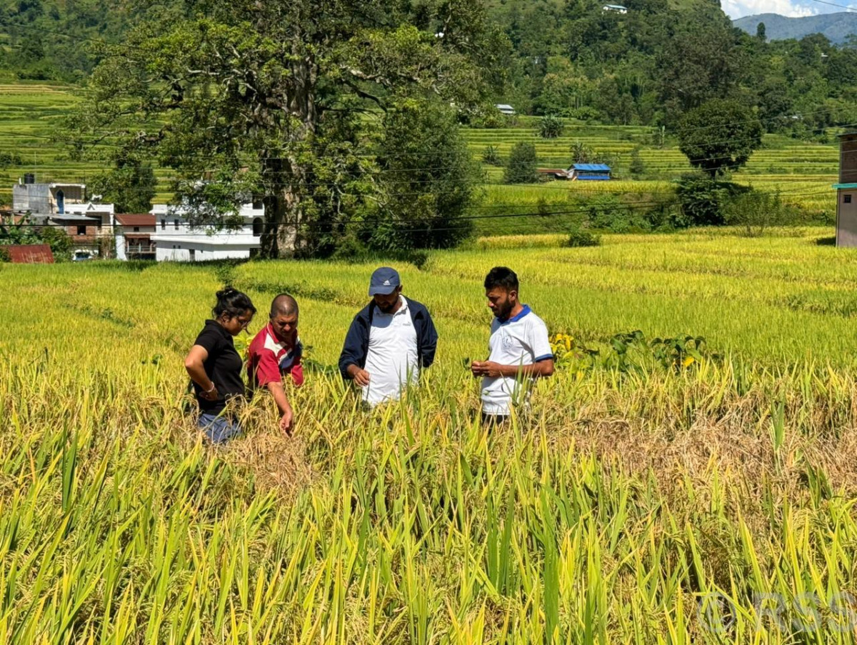 धानबालीमा फड्के कीराको सङ्क्रमण