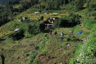 झाडी फाडेर फलफूलखेती