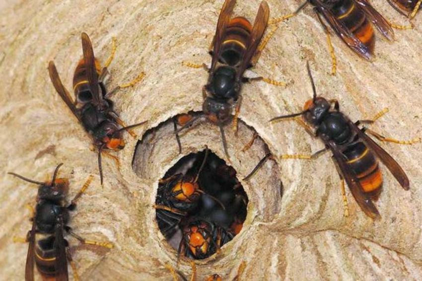 अरिङ्गालले टोकेर घाइते भई अस्पतालमा उपचाररत एक जनाको मृत्यु