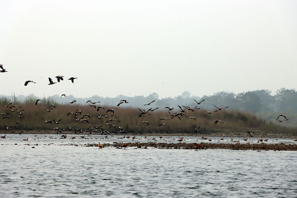 जाडो छल्न हिमालपारिबाट चितवन आउन थाले चरा