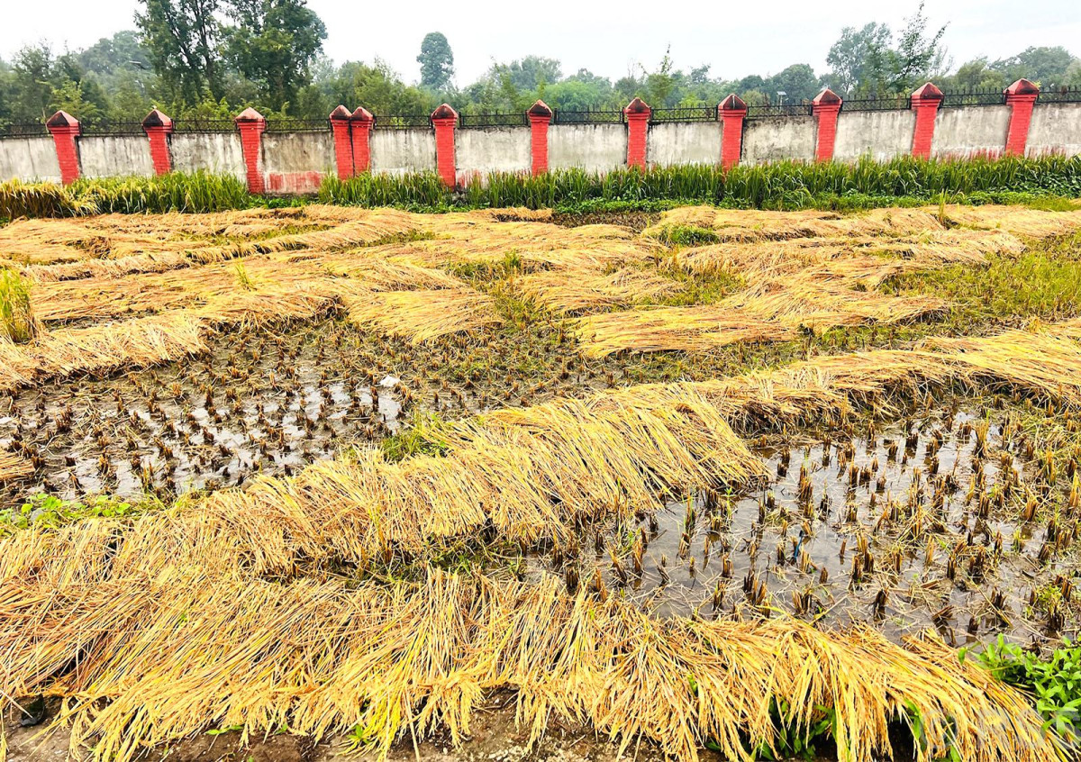 भिजेका धानबाली