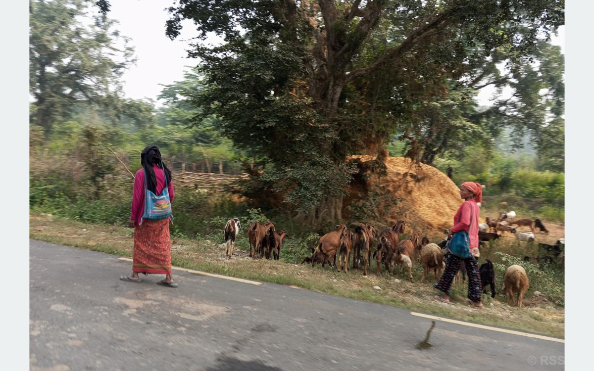 राप्तीसोनारीका महिला बाख्रापालनतर्फ आकर्षित