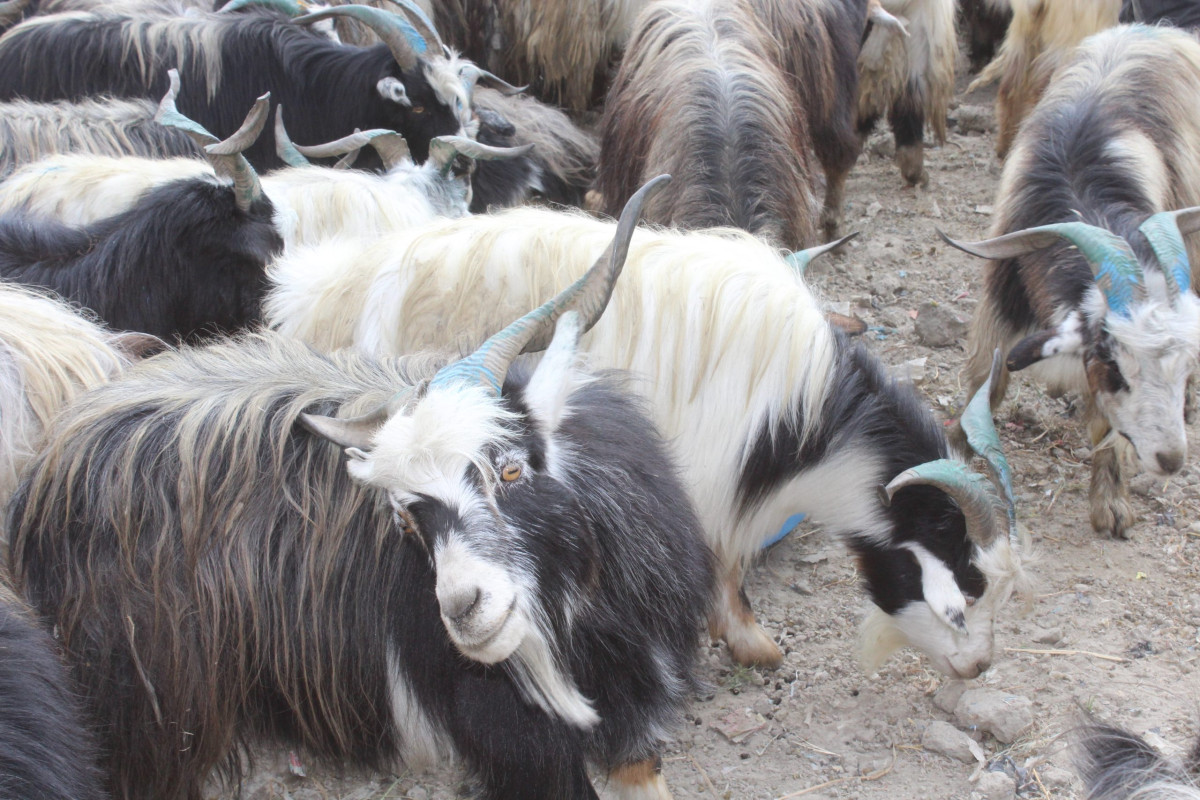 बाढीले तेताङमा १२ च्याङ्ग्रा मरे, सिँचाइ कुलो र खानेपानीमा क्षति