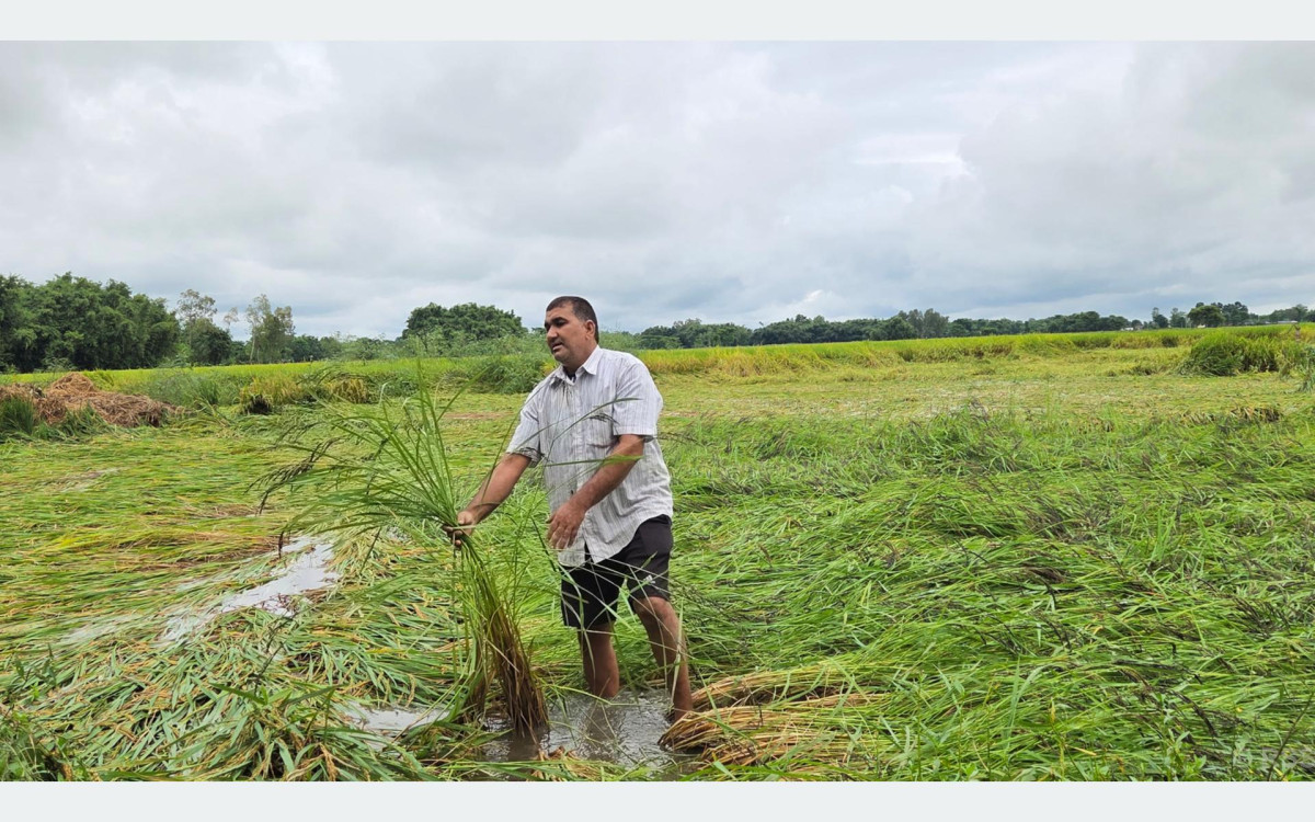 बेमौसमी वर्षाले सुनसरीमा दुई अर्ब बढीको कृषिउपज नष्ट