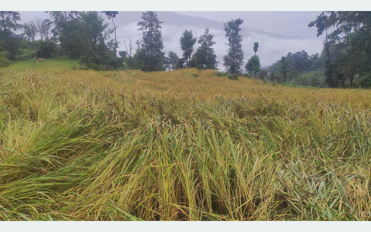 बेमौसमी वर्षाले गुल्मीमा ११ प्रतिशत धान नष्ट