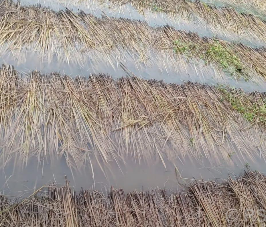 वर्षाले धानबालीमा क्षति भएपछि किसान चिन्तित