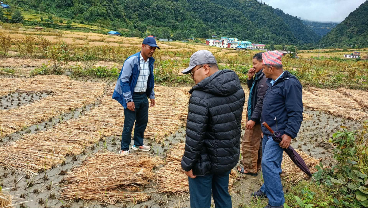 बारपाक सुलिकोट गाउँपालिकाले धान खेतीमा परेको असर बारे स्थलगत अनुगमन गरी बिवरण सङकलन