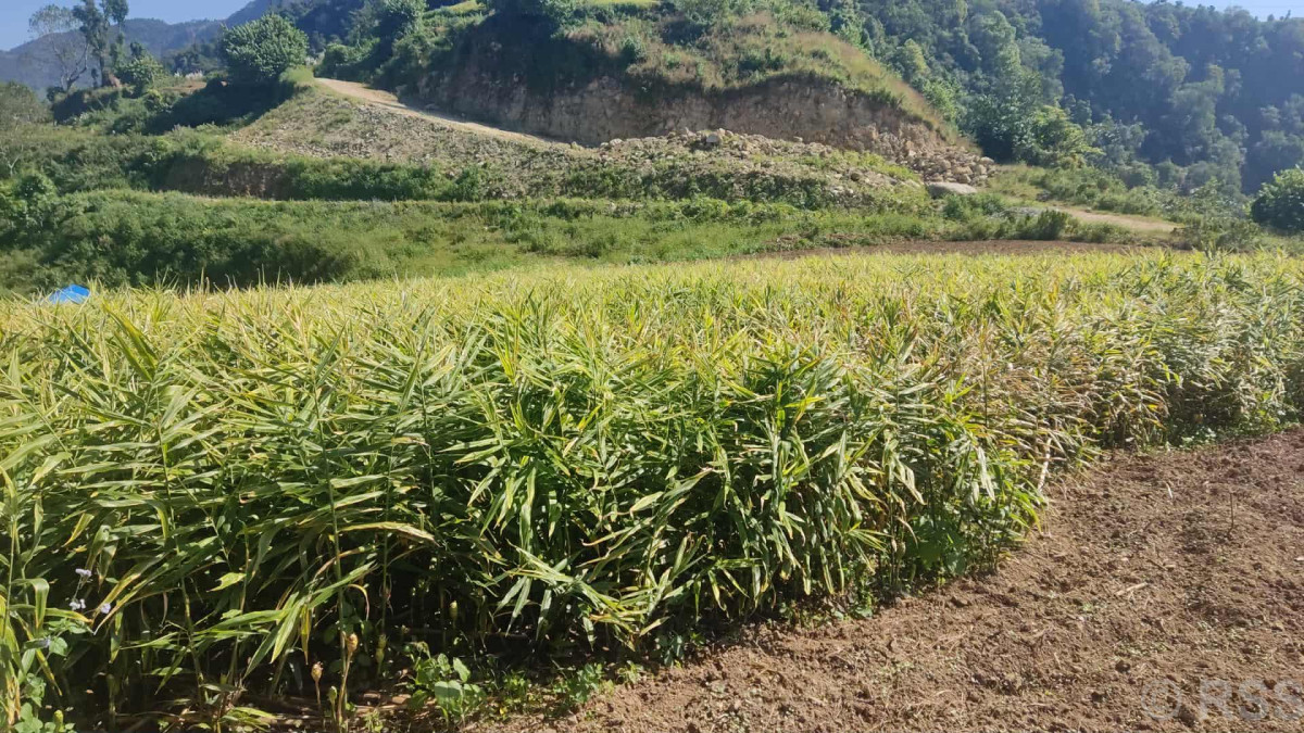 मूल्य खस्किएपछि अदुवा किसान मारमा