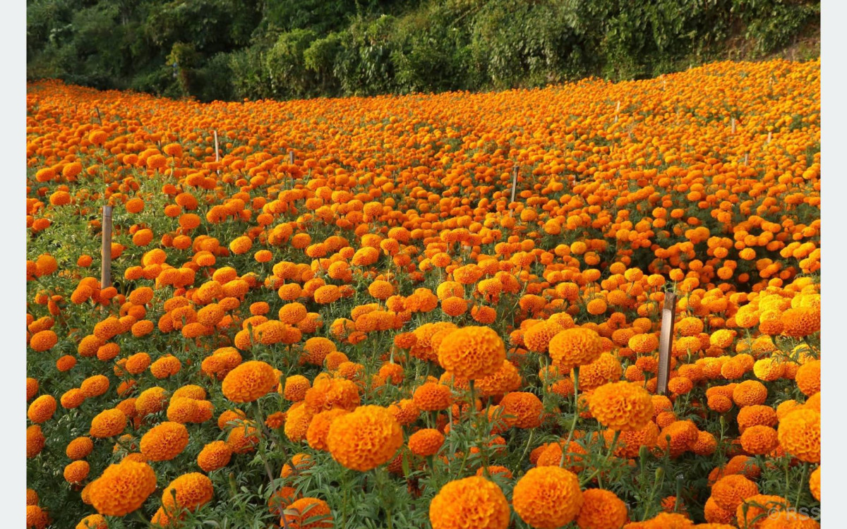 फूलखेतीमै रमाएका कृषकहरु