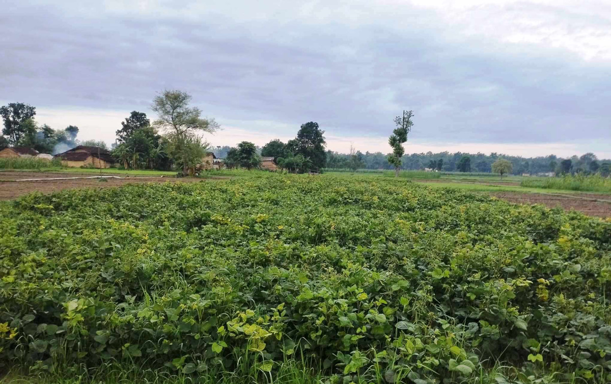 सरकारी जमिनमा व्यावसायिक मुङखेती