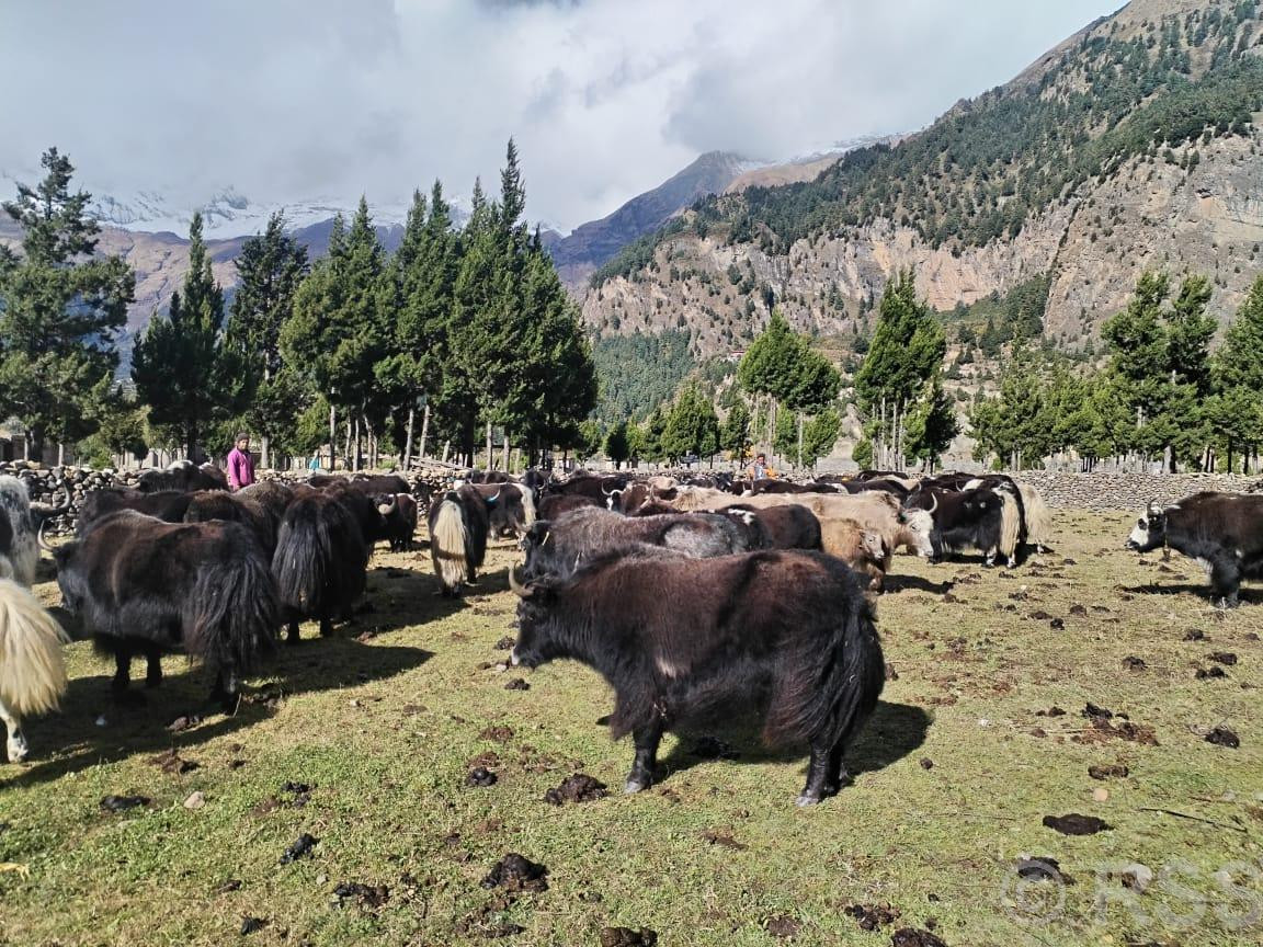 हिमपातपछि मुस्ताङका याकचौँरी बेँसीमा स्थान्तरण