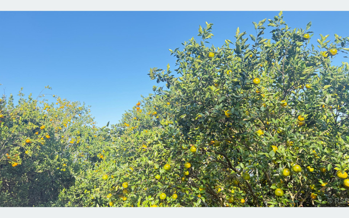 बगैँचाबाटै सुन्तला बिक्री हुँदा किसान खुसी