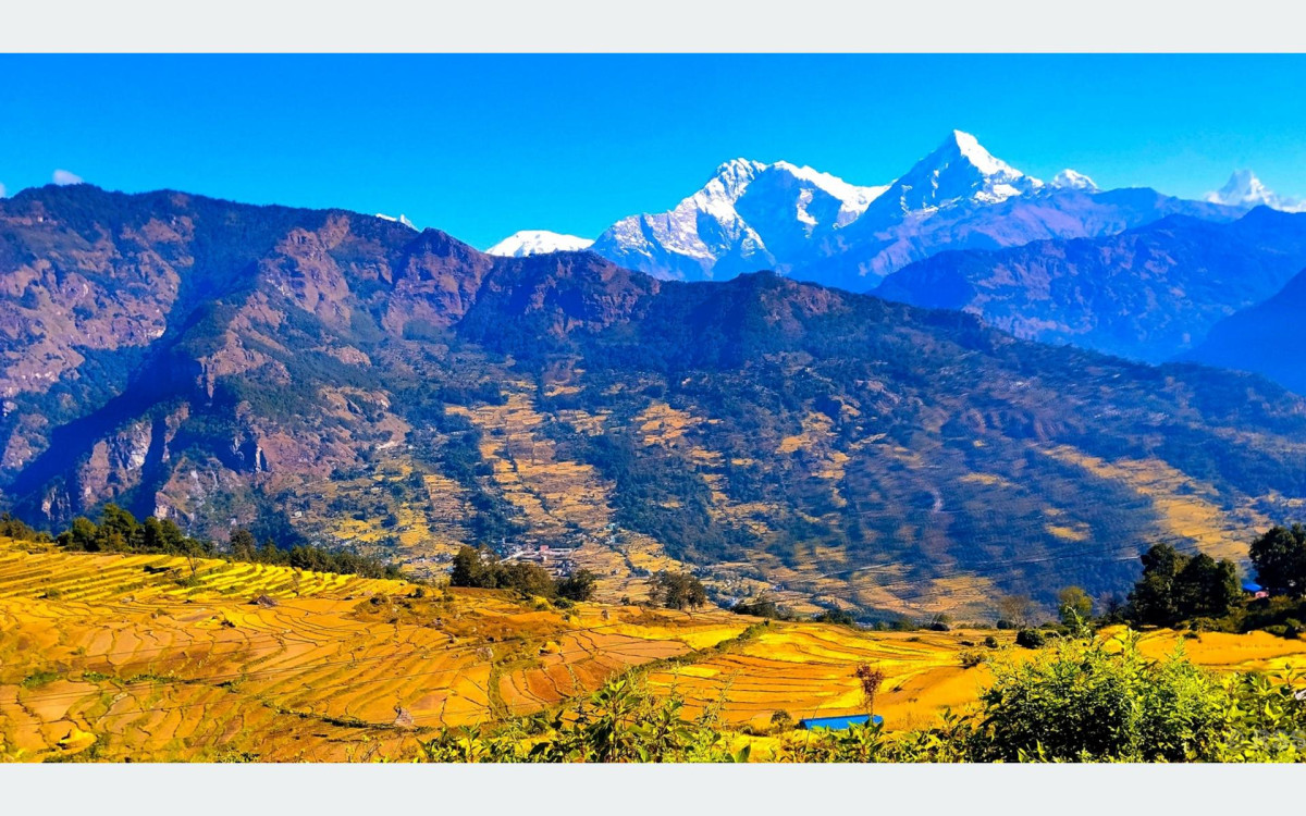 उन्नत जातका धानखेतीतर्फ आकर्षण