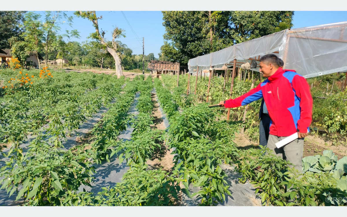 व्यावसायिक तरकारीखेती गरेर आत्मनिर्भर बन्दै मुक्तकमैया