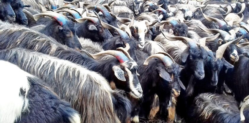 च्याङ्ग्रापालनबाट वार्षिक पाँच लाख आम्दानी