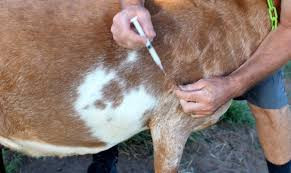 बराहक्षेत्रमा खोरेत रोगविरुद्ध निःशुल्क खोप अभियान सुरु